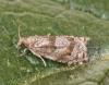 Rhopobota naevana